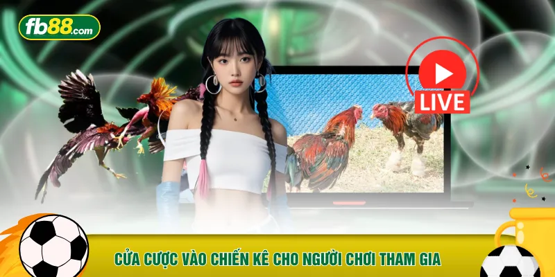 Cửa cược vào chiến kê cho người chơi tham gia