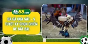 Đá Gà Cựa Sắt – 5 Tuyệt Kỹ Chọn Chiến Kê Bất Bại