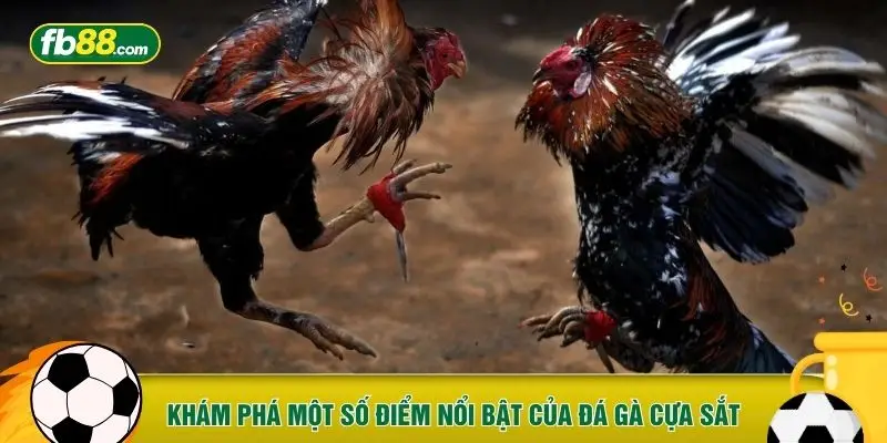 Khám phá một số điểm nổi bật của đá gà cựa sắt