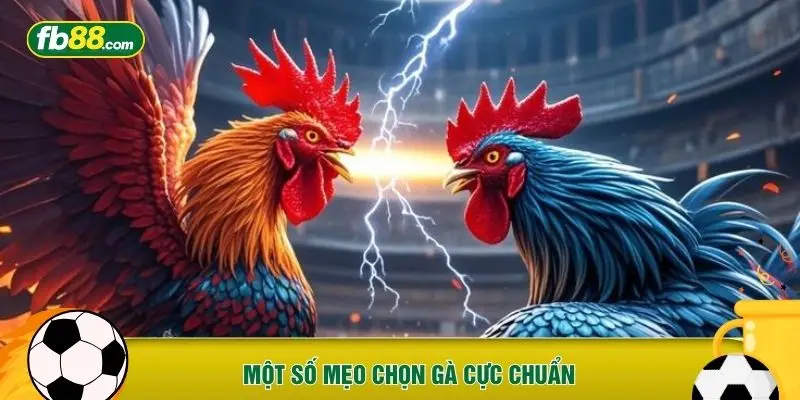 Một số mẹo chọn gà cực chuẩn