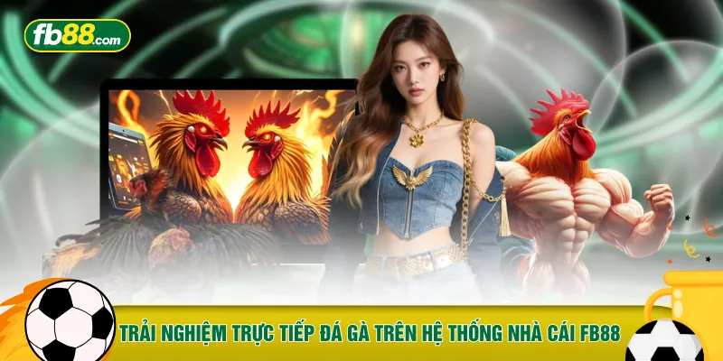 Trải nghiệm trực tiếp đá gà trên hệ thống nhà cái FB88